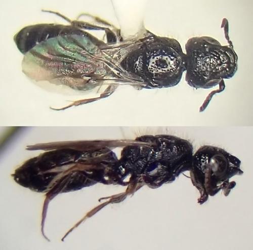 Réf. 335 870 : Sparasion emarginatum